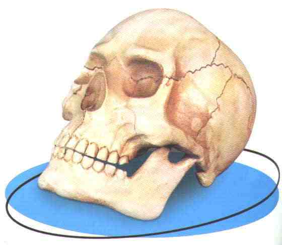 skull.jpg (14583 bytes)